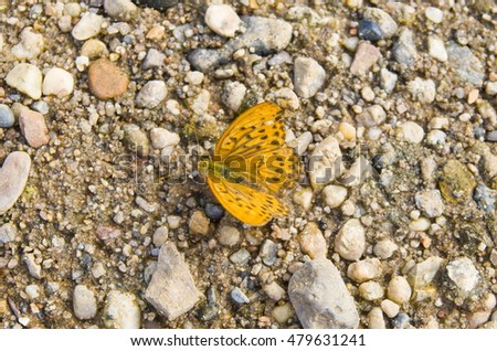 Butterfly on the river Bank