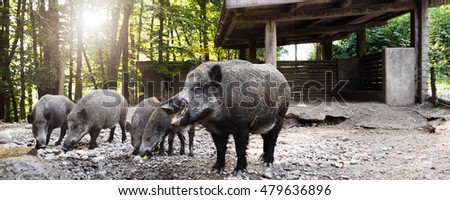 panorama with wild boars in their wallow, eating apples