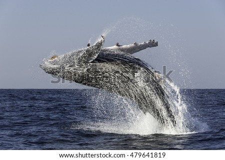 Humpback whale breaching during the annual migration of these whales north along the east coast of South Africa to the warmer waters of Mozambique. Royalty-Free Stock Photo #479641819
