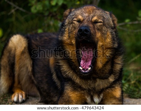 Big brown dog yawning with focus on head.