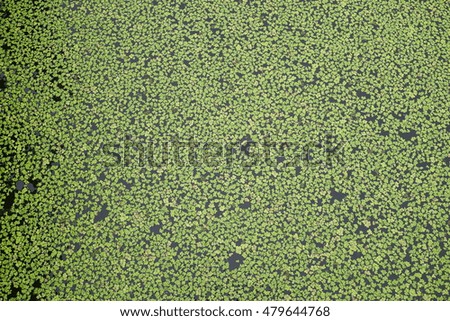 water surface covered with leaf in the lotus garden