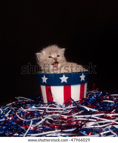 cute gray kitten with red white and blue fourth of july decorations