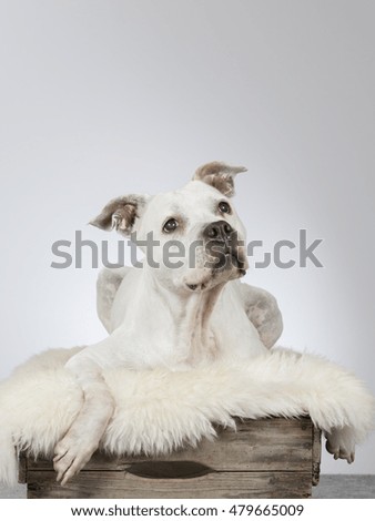 American staffordshire dog portrait. Image taken in a studio.
