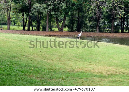 A stork with greyish with glossy black wings and distinctive gap formed between the lower and upper mandible of the beak. Royalty-Free Stock Photo #479670187