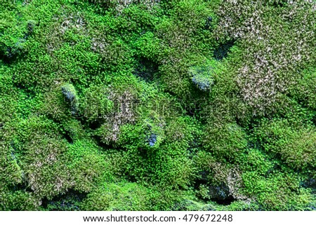 green moss on concrete