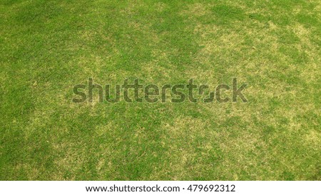 Grass texture. grass background. 