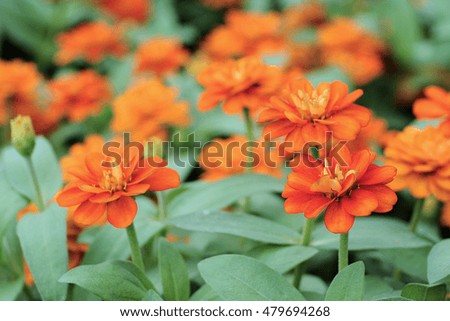Oranger flowers in the garden, selective focus