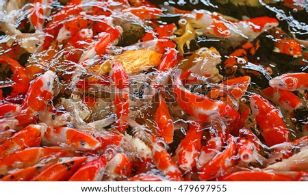 Koi carps crowding together competing for food