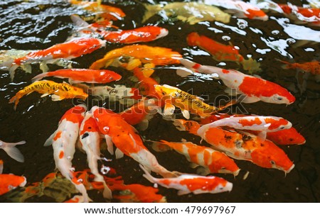 Multicoloured pond fish "Koi fish"