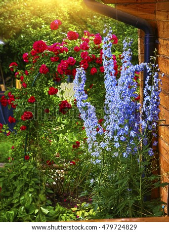 delphynium flowers and red roses in beautiful formal european garden close up photo from the cottage house porch