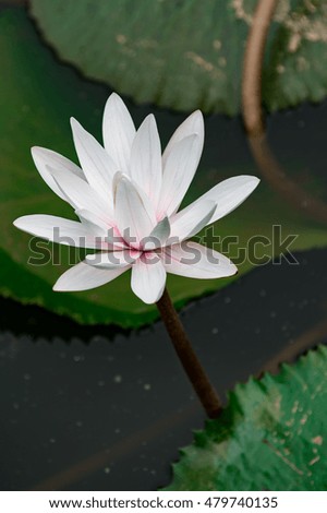 Close-up Water Lily Beautiful Flower ,natural background, soft focus