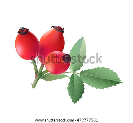 
Rose hips. 
Hand drawn vector illustration of wild rose hips with green leaves on transparent background.
 Royalty-Free Stock Photo #479777581