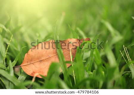 Fade leaf falling in the grass