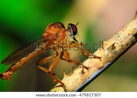 red dragonfly on branch in natural