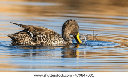 Yellow-billed duck at quiet dam water, South Africa