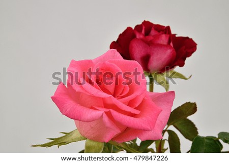 Two roses on a white background.