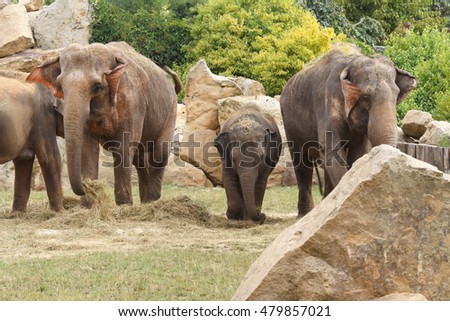 Family of Indian elephants at the Prague Zoo in the natural environment
