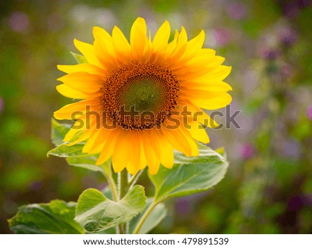 Sun Flower in late Summer on a meadow in bavaria, Germany. Lovely vibrant colors. Macro photo with low depth of field