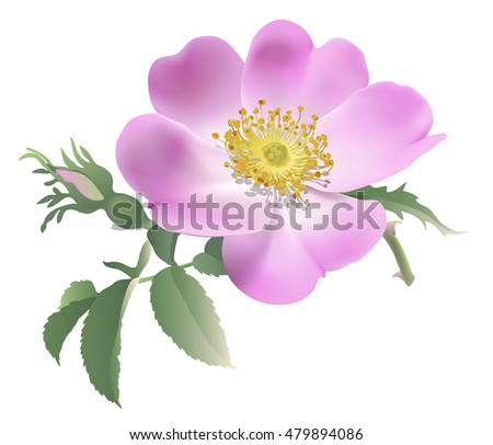 Wild rose - Rosa canina. 
Hand drawn vector illustration of a pink rose and bud on transparent background.
 Royalty-Free Stock Photo #479894086