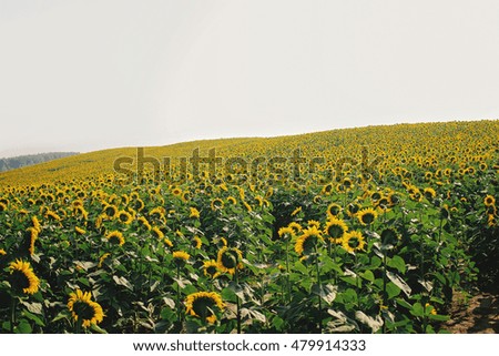 Beautiful yellow sunflower field at sunrise in France, peace in nature