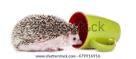 African hedgehog and green cup on white background