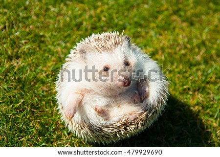 Rounded hedgehog on the lawn
