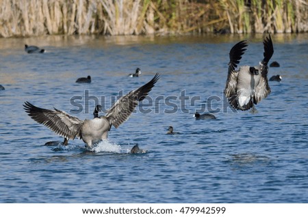 Canada Geese Coming in for a Landing on the Water
