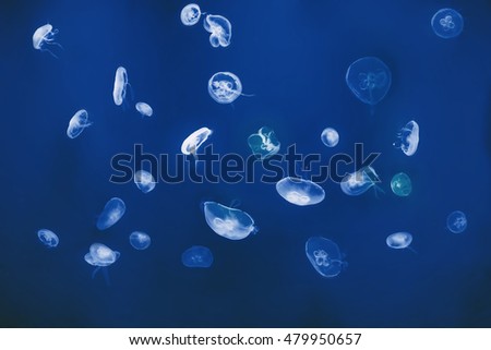 Jellyfish in the aquarium. Sea life background. Jellyfish pattern. Meditative screensaver. Abstract postcard concept. 