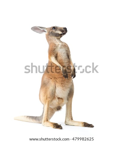 Red kangaroo in studio on a white background. 