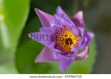 Close up of water lily flower (lotus) and leaf , selective focus . blur background