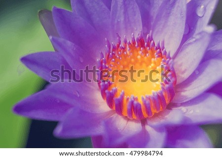 Close up of water lily flower (lotus) and leaf , selective focus . blur background