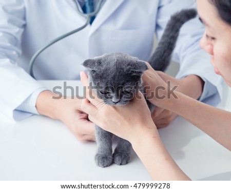 Beautiful cat on the veterinary survey