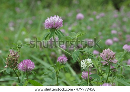 Trifolium pratense field