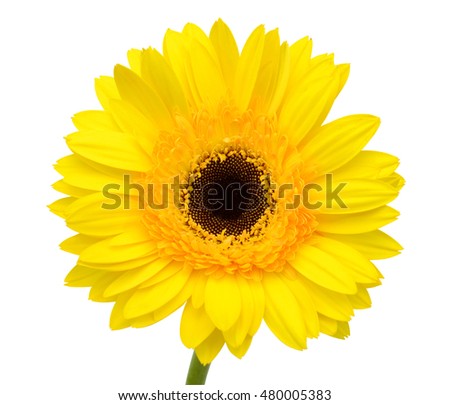 beautiful yellow gerbera flower isolated on white background