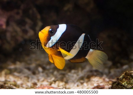 Clown fish in marine aquarium