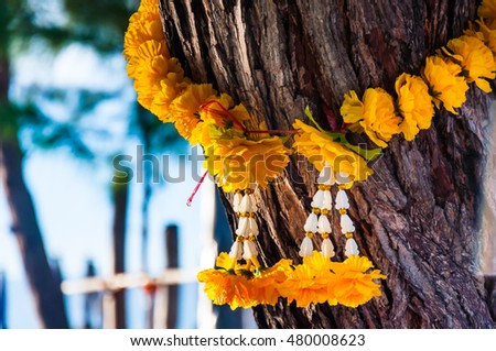 Close up to Buddha flower on the tree for good luck in business