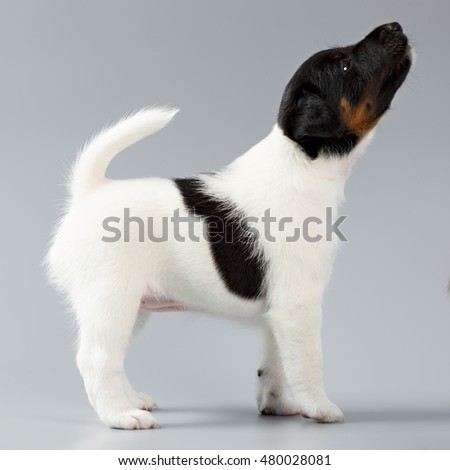 Smooth fox terrier. The puppy on a gray background, photographed close-up. Hunting dog.