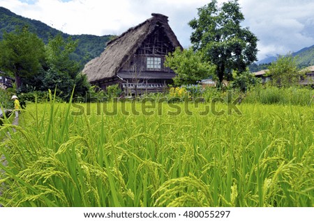 rural landscape with an ear of rice plant, Shirakawa-go, Gifu, Japan
