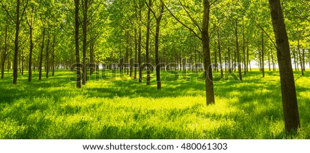 Poplar trees and white pollen in a forest in spring, under warm evening light