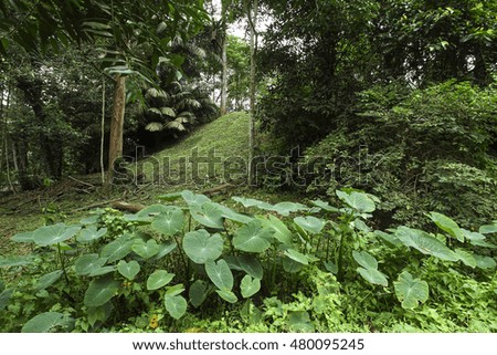 Beautiful Tropical garden summer landscape with green colors
