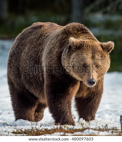 Close up portrait of adult male Brown Bear (Ursus arctos) on a snow-covered swamp in the spring forest. Eurasian brown bear  (Ursus arctos arctos)