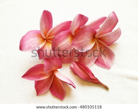 Red Plumeria Flowers isolated