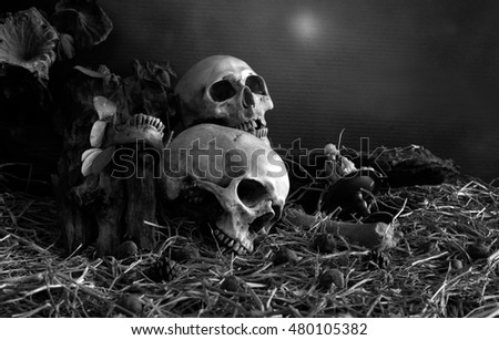 Old Skull on dried timber and pile of straw in dim light dark night / Still life, Black and white style
