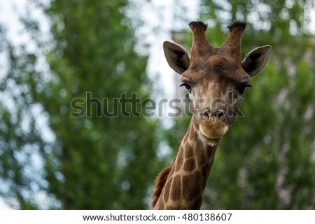 Giraffe head closeup in zoo