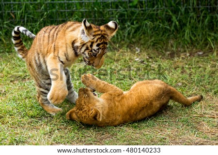 young lion playing  with tiger cubs 