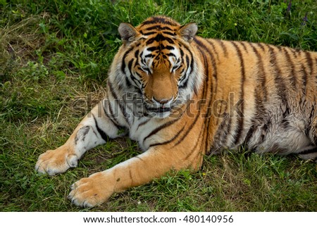 big tiger on the grass