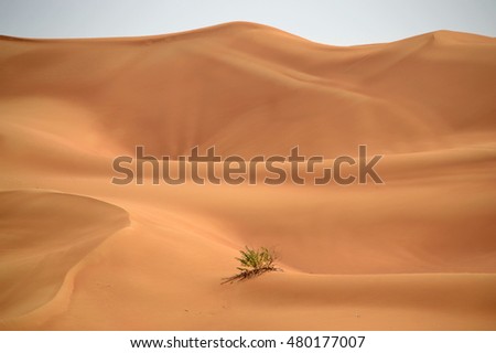 Alone
Picturing a tiny lonely shrub tree in the sand dunes during hot summer day. Picture taken in Dubai Middle East