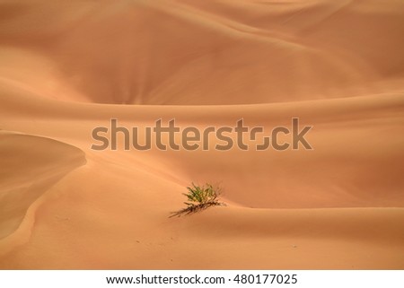 The survivor 1
Alone
Picturing a tiny lonely shrub tree in the sand dunes during hot summer day. Picture taken in Dubai Middle East