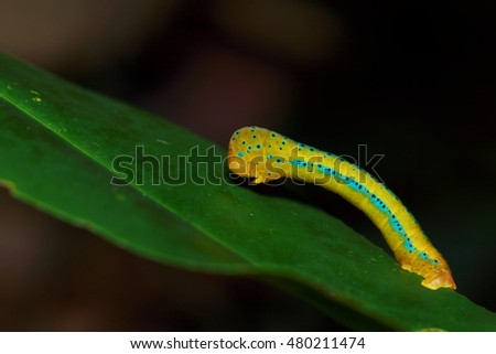 Macro picture of moth caterpillar in the forest