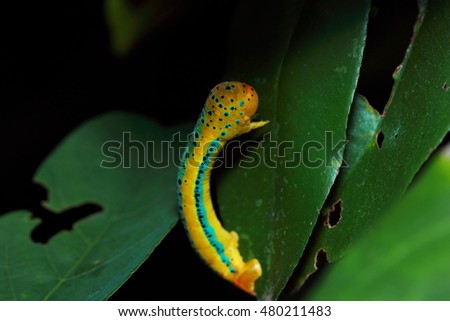 Macro picture of moth caterpillar in the forest